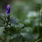 Pembersihan Drainase Di Pasar